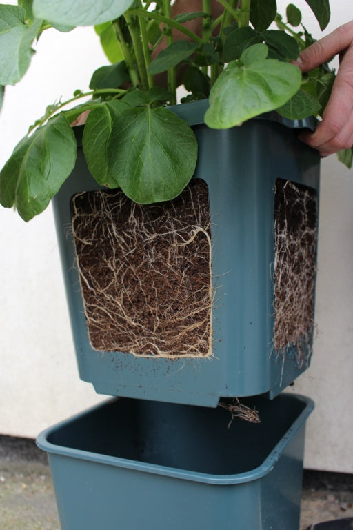 Potato Pot